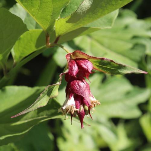 small, white flowers with deep red, shiny sepal, and green, curvy leaves with red margins