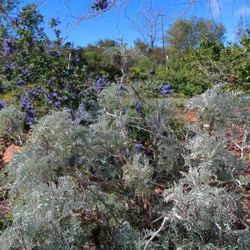 narrow, long, and slender Silver-green foliage with beige branches, trunk and stems