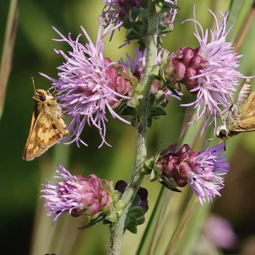 light purple flowers, violet-green sepals, and hairy, gray-green stem, butterfly sitting on them