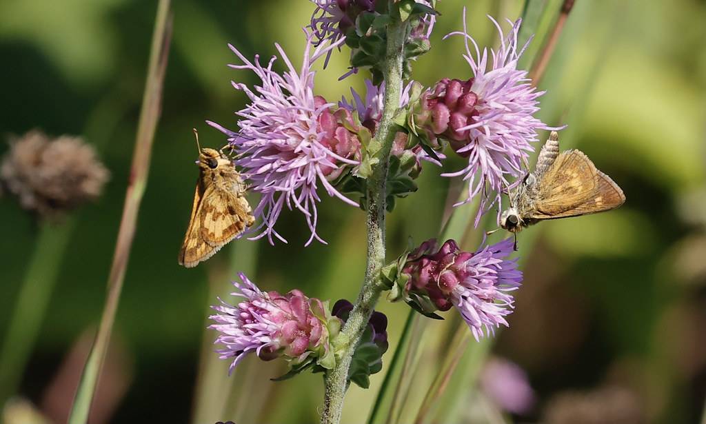 light purple flowers, violet-green sepals, and hairy, gray-green stem, butterfly sitting on them