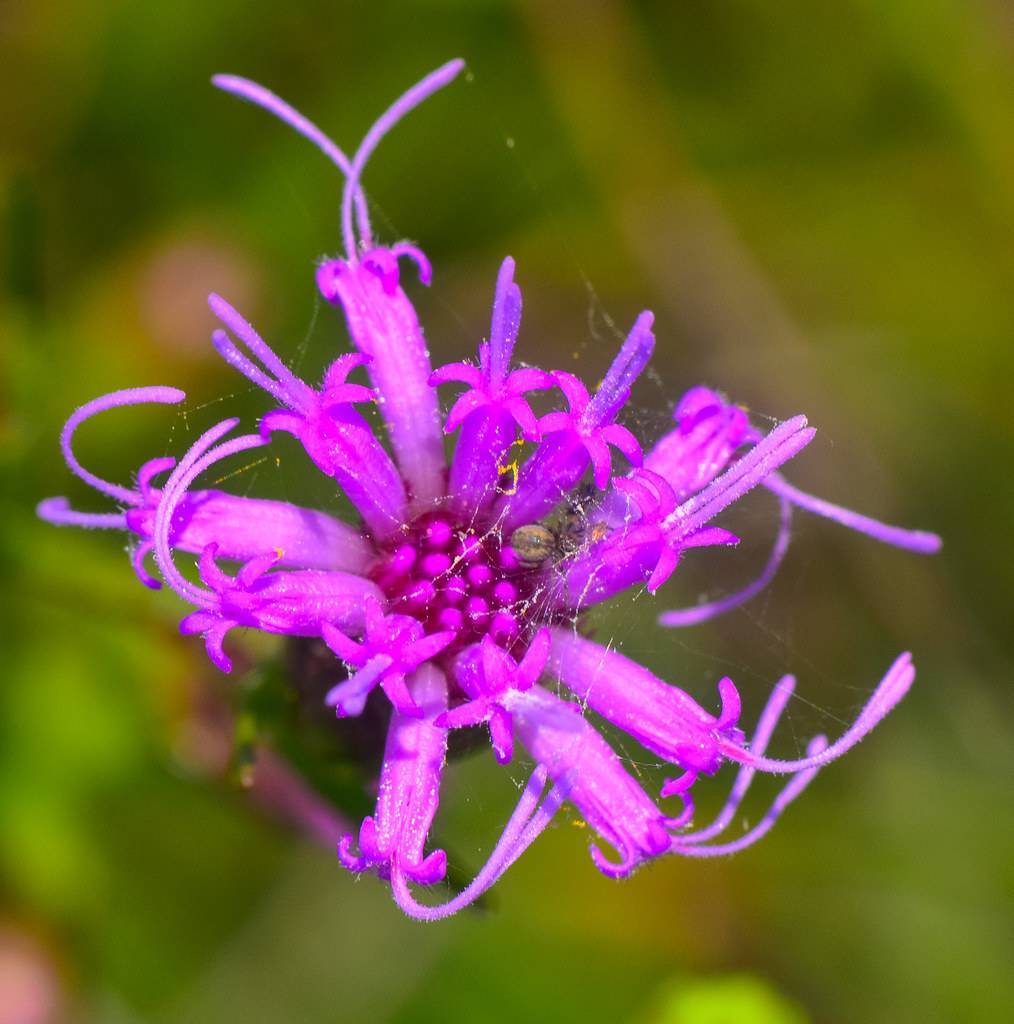 clusters of purple-blue, tiny, tubular flowers with long lavander stamens with green stem