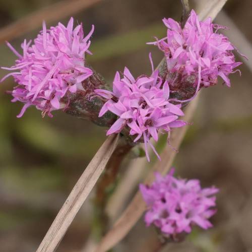clusters of purple, star-shaped flowers with long purple stamens, and reddish-green sepals