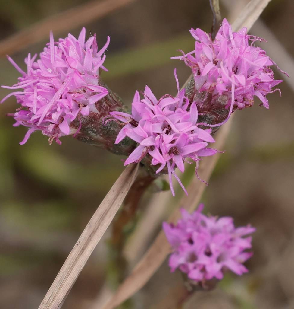 clusters of purple, star-shaped flowers with long purple stamens, and reddish-green sepals