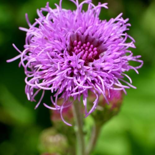 purple flowers, green stem, and green leaves