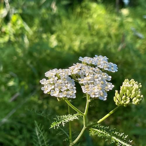 Clusters of white flowers and green leaves on green stems.