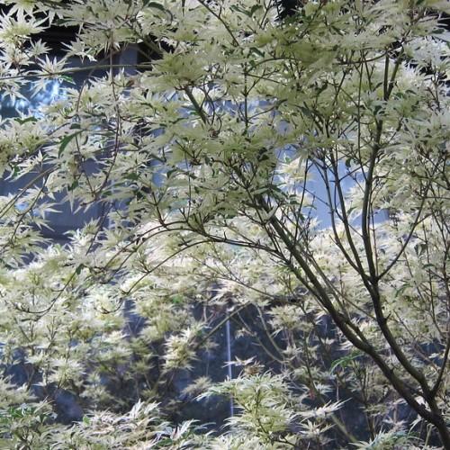 Tree with multiple grey-silver branches filled with beautiful white leaves.