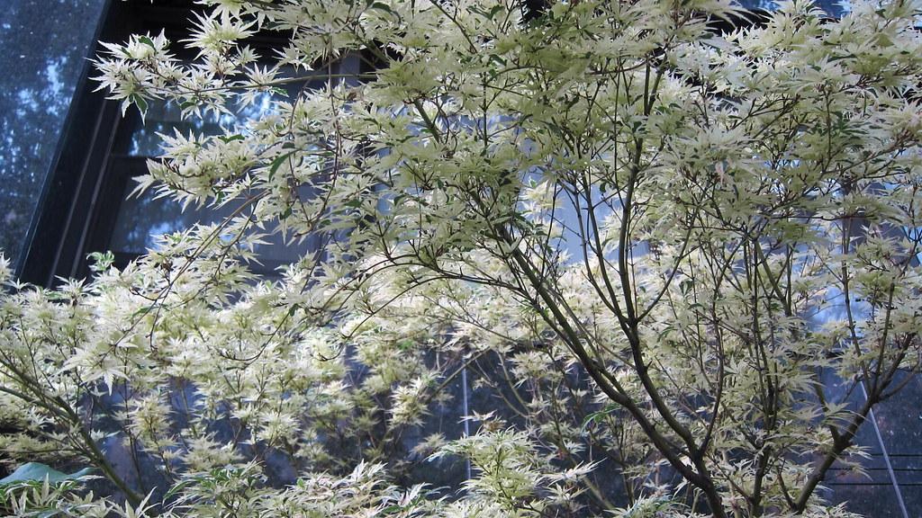 Tree with multiple grey-silver branches filled with beautiful white leaves. 