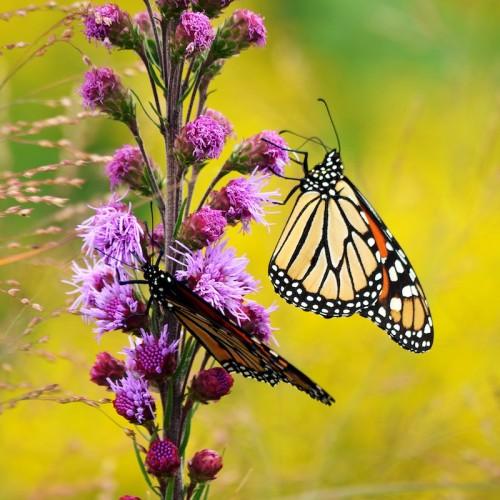 Lavender flower, purple-magenta buds, white hair, light-brown stems, green sepals and stipules