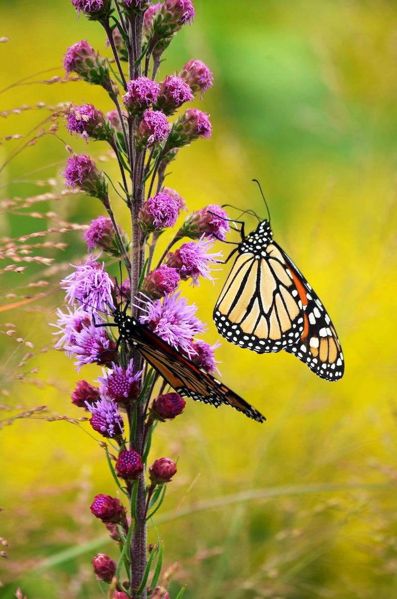 Lavender flower, purple-magenta buds, white hair, light-brown stems, green sepals and stipules