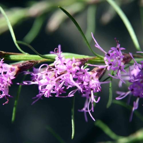 Lavender flowers with dark-burgundy petiole, purple stigma purple stigma, green leaves and stems