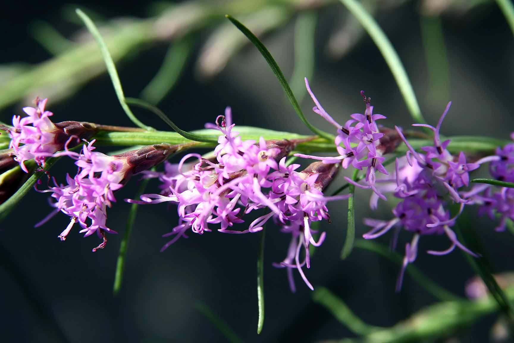 Lavender flowers with dark-burgundy petiole, purple stigma purple stigma, green leaves and stems