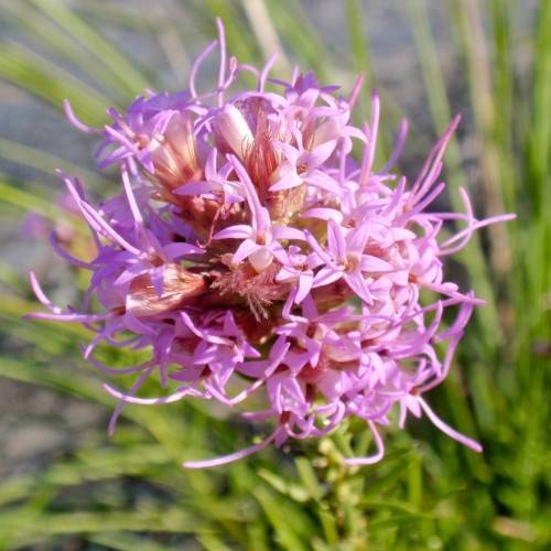 Cluster of pink, small, flowers with long pink stamens, and green stem