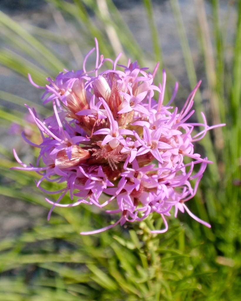Cluster of pink, small, flowers with long pink stamens, and green stem