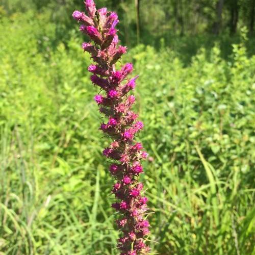 deep pink spike-like flower formed with small pink flowers along a pinkish-green stem