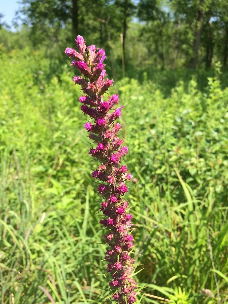 deep pink spike-like flower formed with small pink flowers along a pinkish-green stem