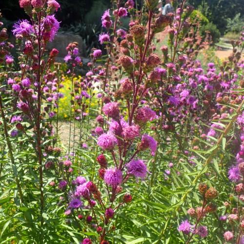 Magenta flowers with burgundy-green buds, green leaves, burgundy petioles and stems