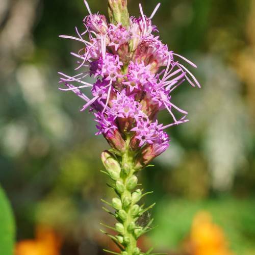 clusters of purple, tiny, star-like flowers with long purple stamens and green stem
