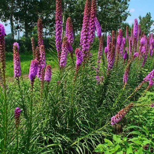 Purple flowers with burgundy buds, green leaves and stems.
