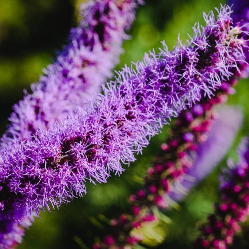 purple-colored, spiky flowers with needle-like purple petals