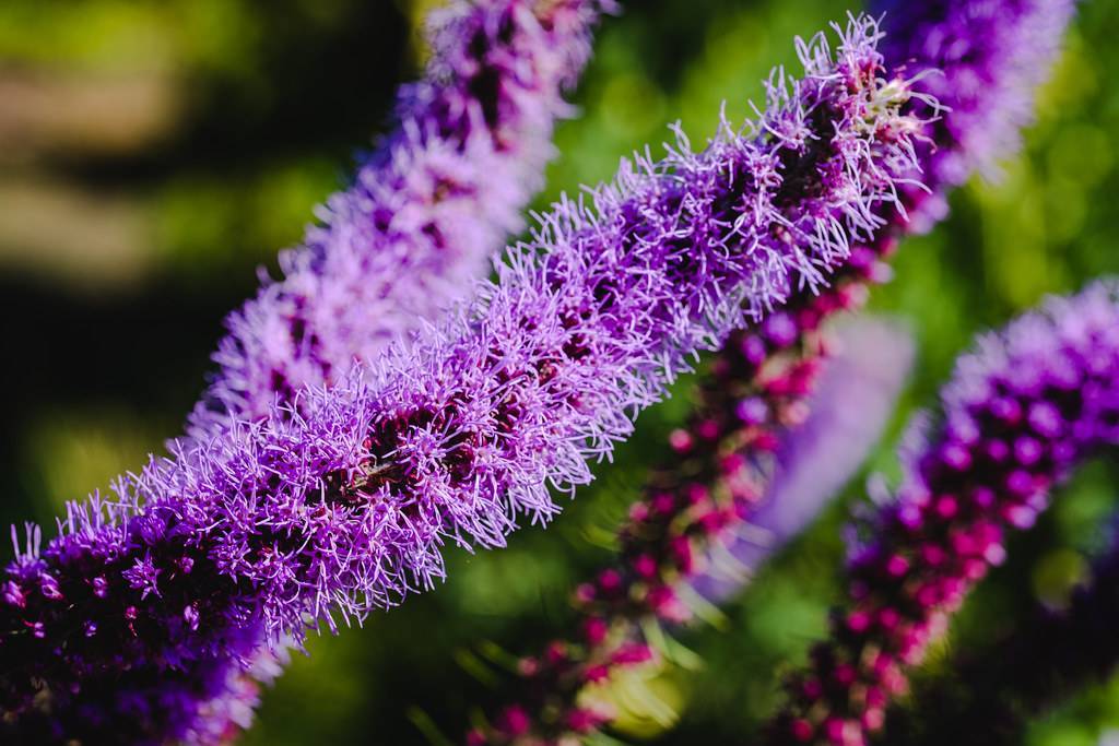 purple-colored, spiky flowers with needle-like purple petals