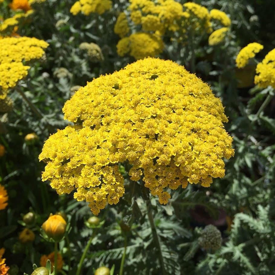 yellow flowers and buds with green leaves and stems