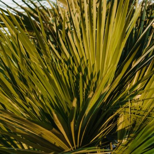 Lime-green leaves