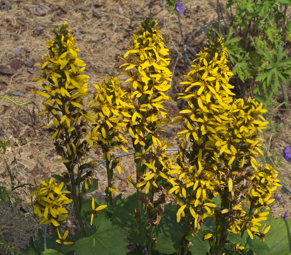 vibrant yellow flowers arranged in spiky-shape, dark green stems, and dark green leaves