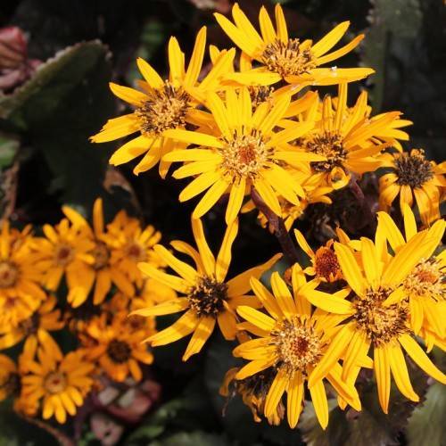 golden-yellow flowers with yellow-brown stamens