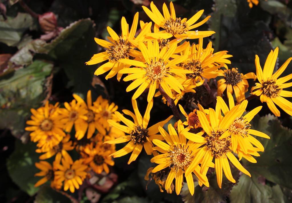 golden-yellow flowers with yellow-brown stamens