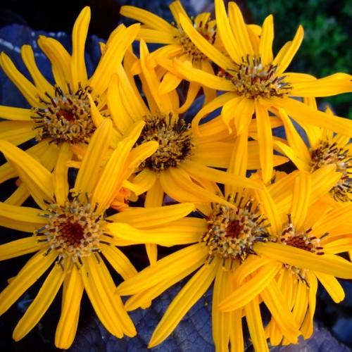 Yellow flowers with brown center and yellow-brown anthers.
