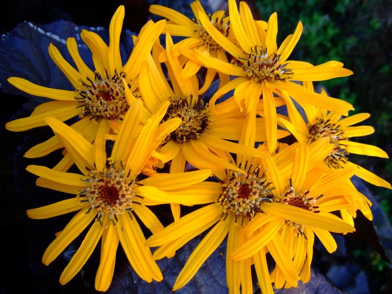 Yellow flowers with brown center and yellow-brown anthers.