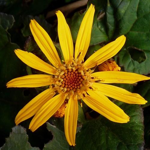 Yellow flowers with orange center, green leaves and yellow-brown anthers.