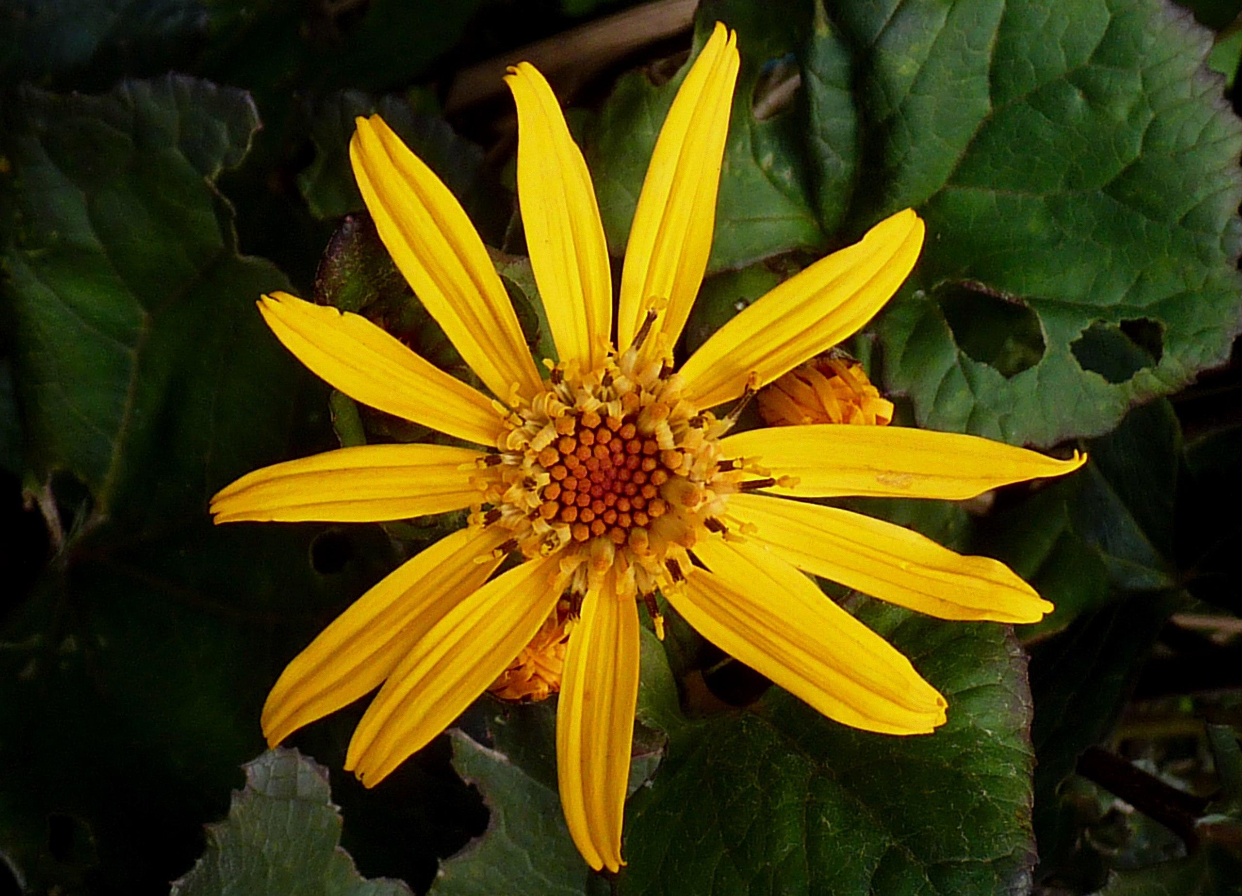 Yellow flowers with orange center, green leaves and yellow-brown anthers.