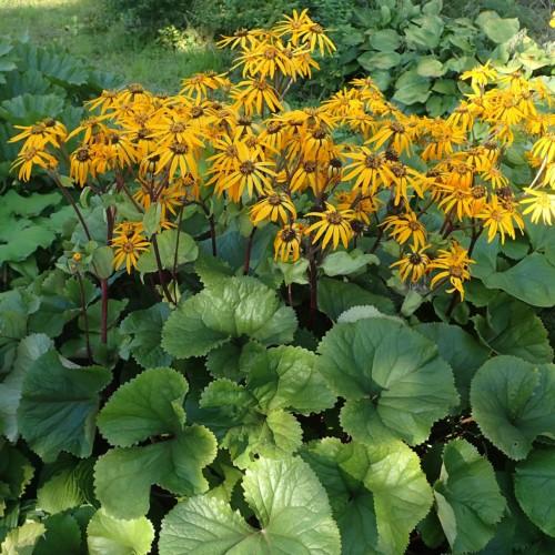 Yellow flowers with yellow-brown center, brown stems and green leaves