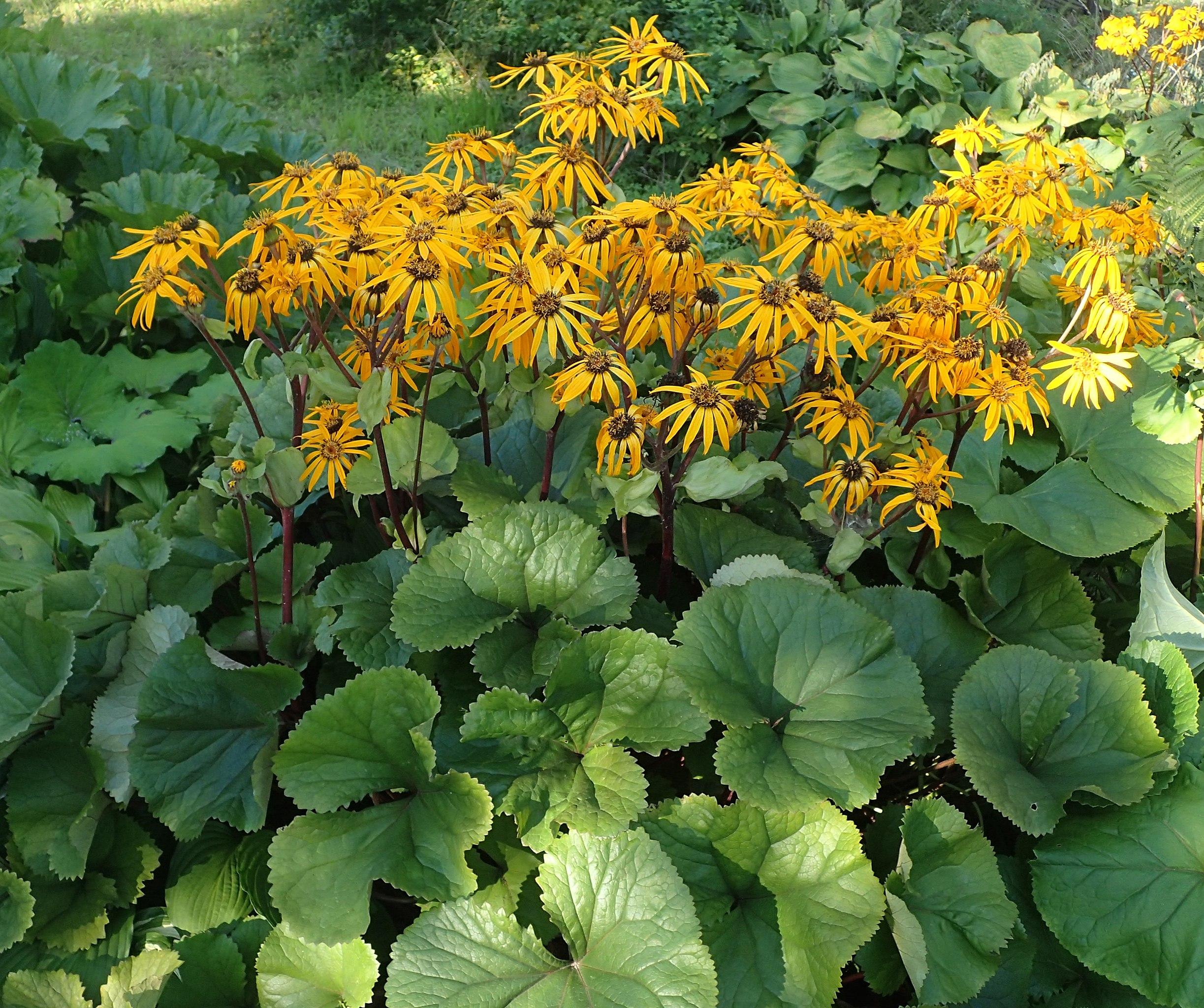 Yellow flowers with yellow-brown center, brown stems and green leaves