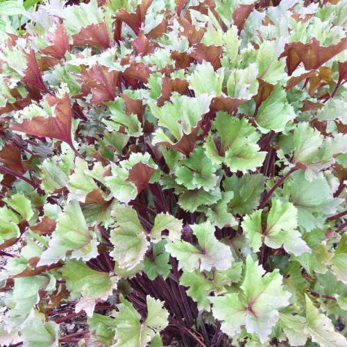 large, broad, slightly lobed green leaves with brown abaxis, and stems