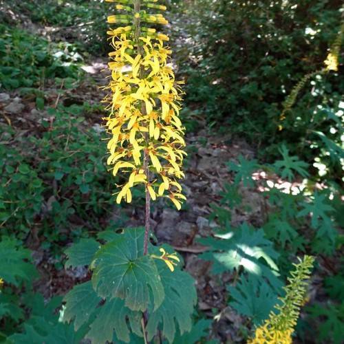 yellow, spike-like flower with violet stem, rounded, deeply lobed, green leaves
