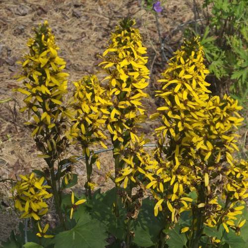 vibrant yellow flowers arranged in spiky-shape, dark green stems, and dark green leaves