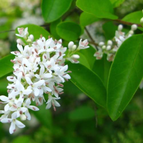 clusters of small, white flowers, buds with pinkish-brown anthers, green, elliptic leaves