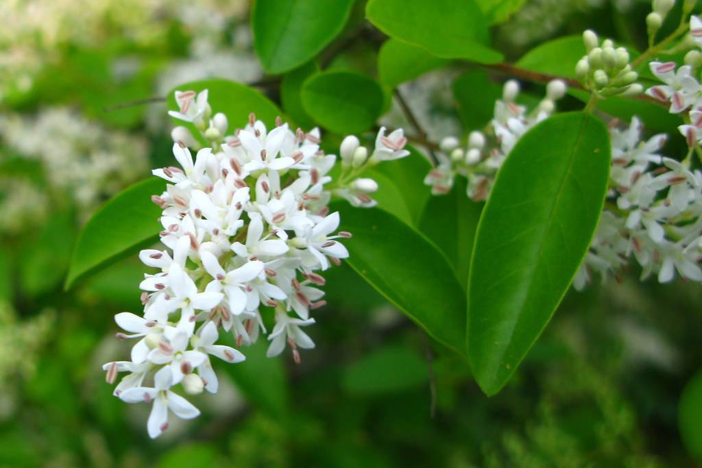 clusters of small, white flowers, buds with pinkish-brown anthers, green, elliptic leaves
