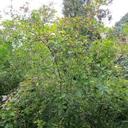 Green bush with blackish-brown stems, and green, small leaves