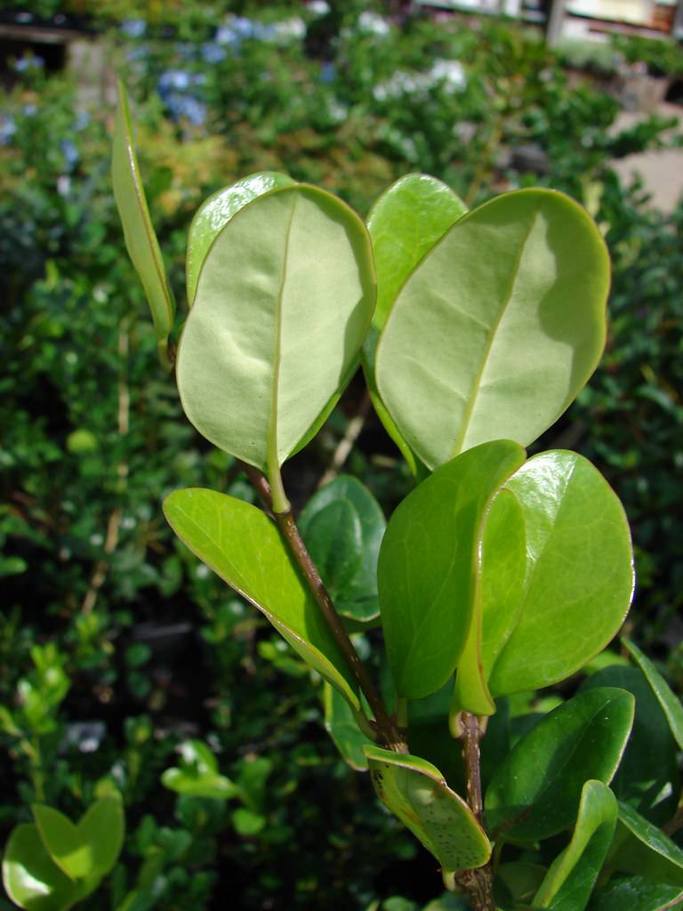 smooth, glossy, dark green, obovate leaves and greenish-brown stems
