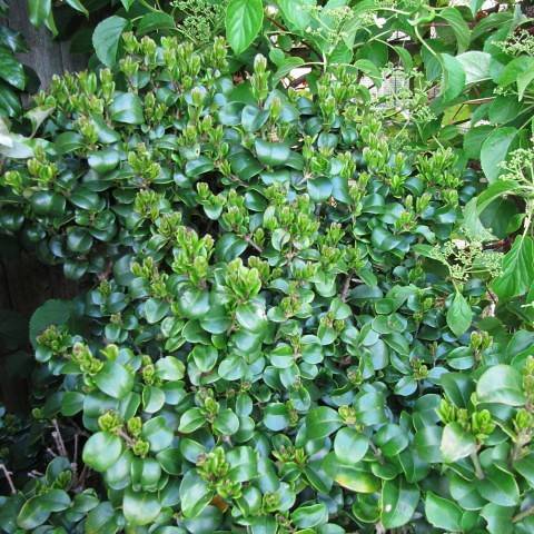 dense, small, smooth, glossy, green, round leaves