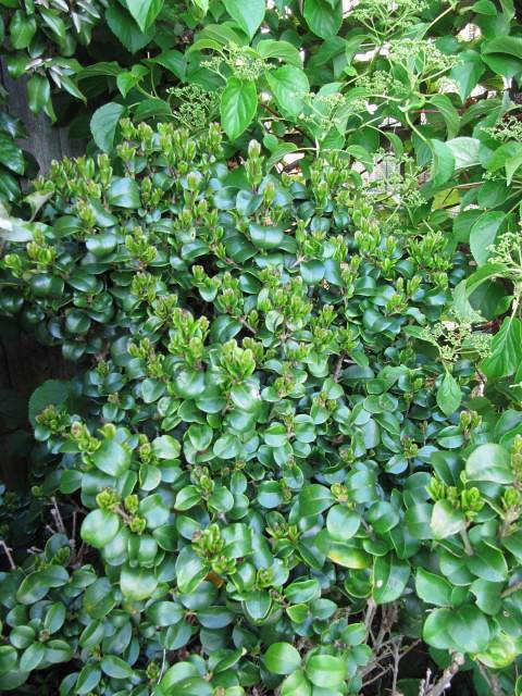 dense,  small, smooth, glossy, green, round leaves