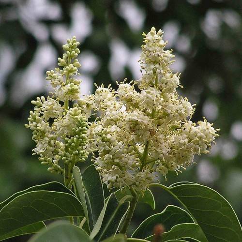 clusters of small white flowers, buds, dark green stems, and leaves