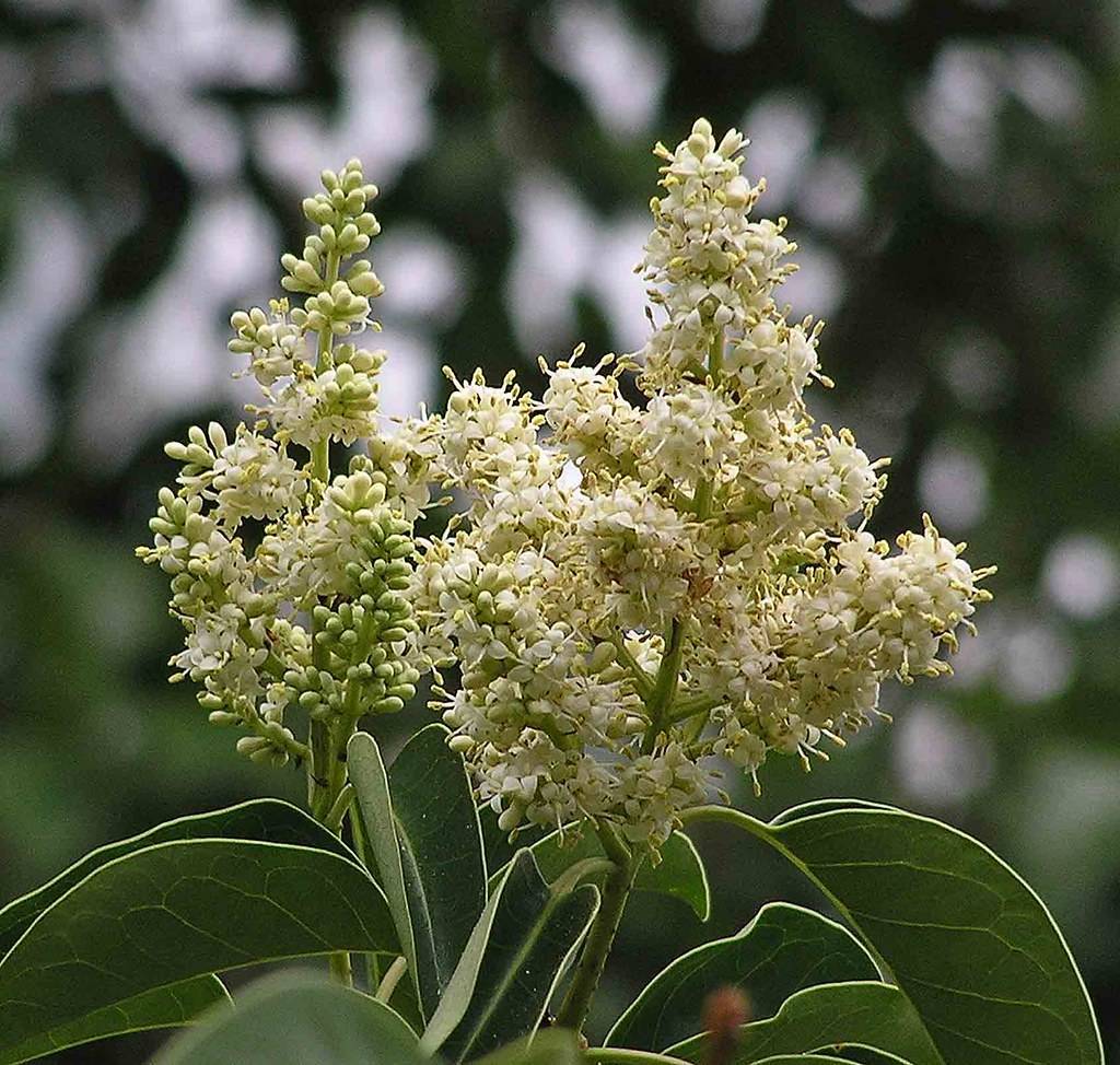 clusters of small white flowers, buds, dark green stems, and leaves