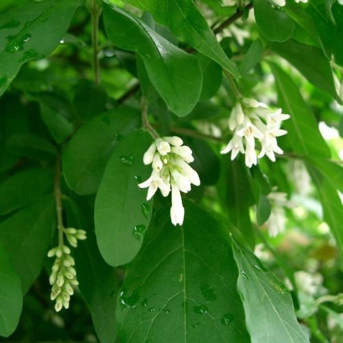 White flowers with off-white anthers, lime petioles, white hair, lime-white buds, brown stems, green leaves , yellow midrib and veins.