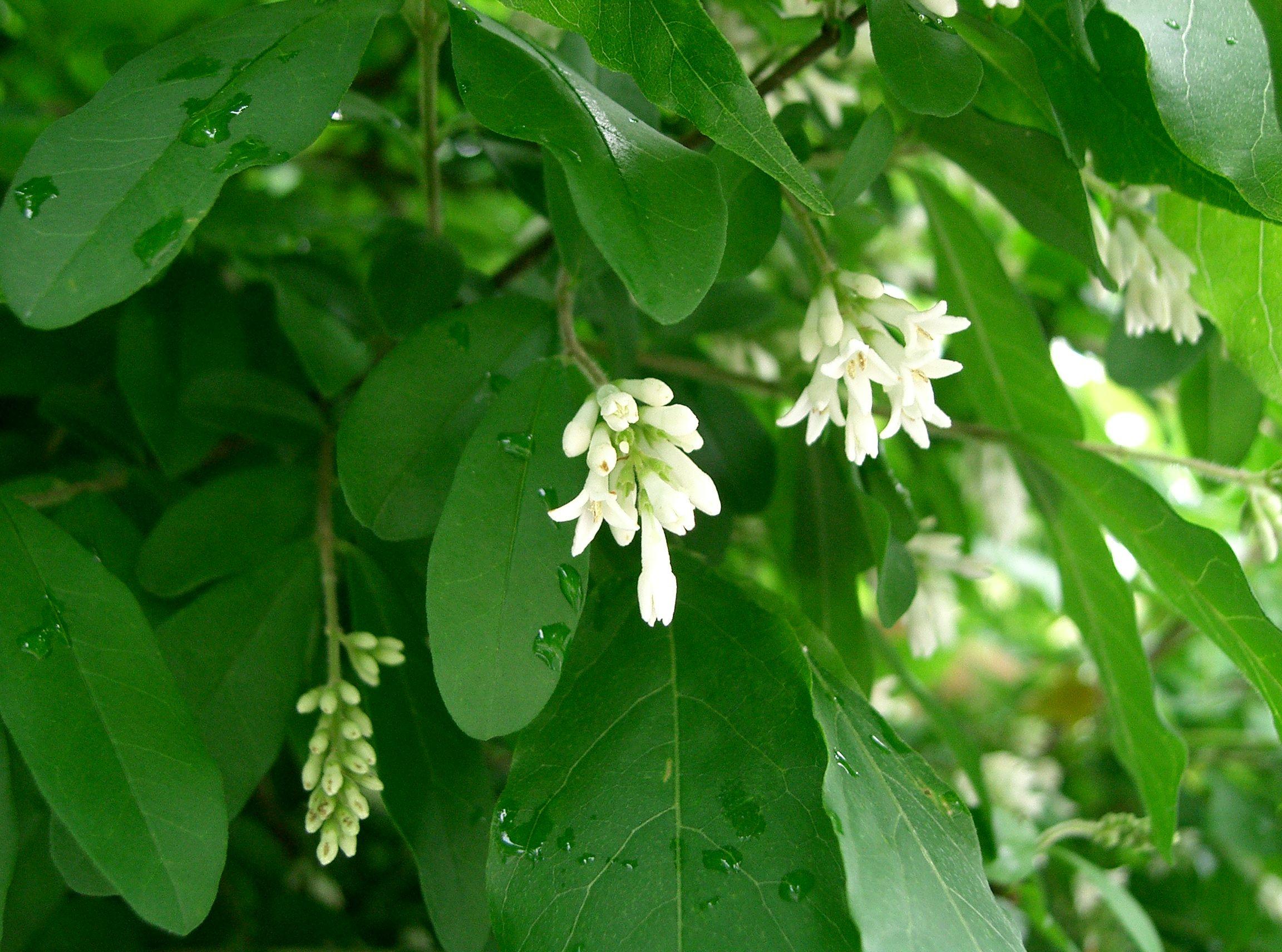 White flowers with off-white anthers, lime petioles, white hair, lime-white buds, brown stems, green leaves , yellow midrib and veins.