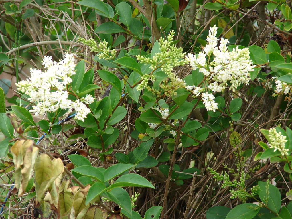 White flowers with lime petioles, yellow buds, brown stems, green leaves , yellow midrib, blades and veins.