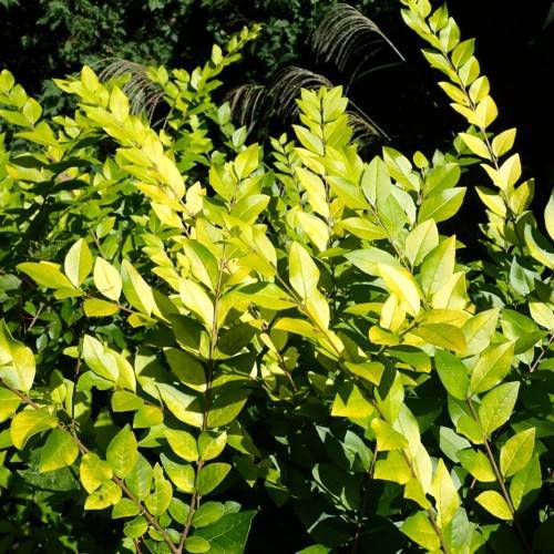 lime leaves on brown stems
